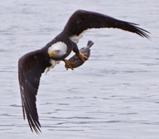 Aigle-iowa.jpg