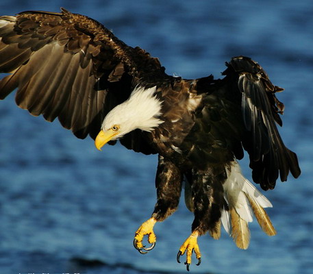 le symbole des USA: Le Pygargue à tête blanche (ou Haliaeetus leucocephalus)