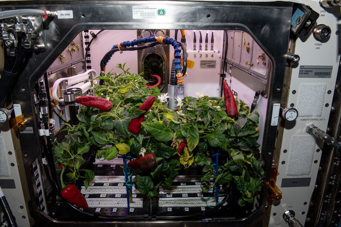 ph04%20pepper_plants.jpg